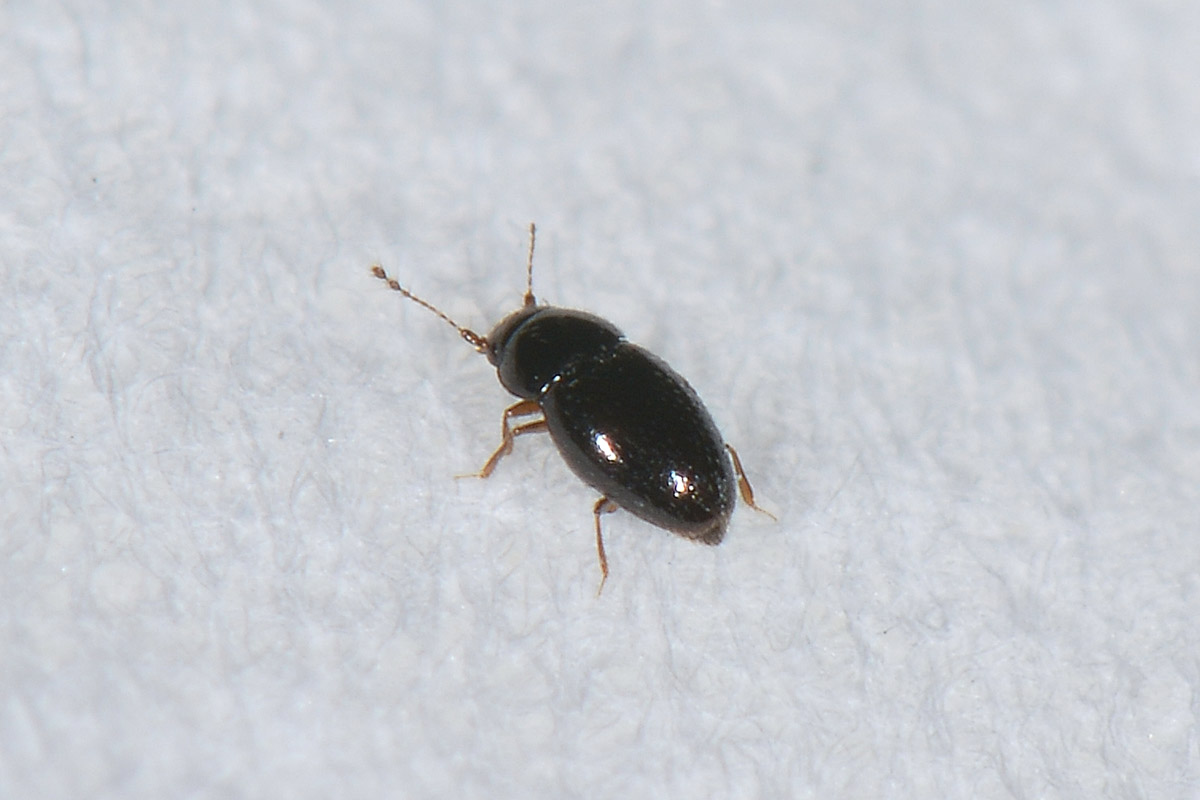 Ptiliidae: Ptenidium sp. (cf.)